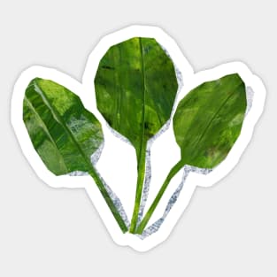 Spinach leaves Sticker